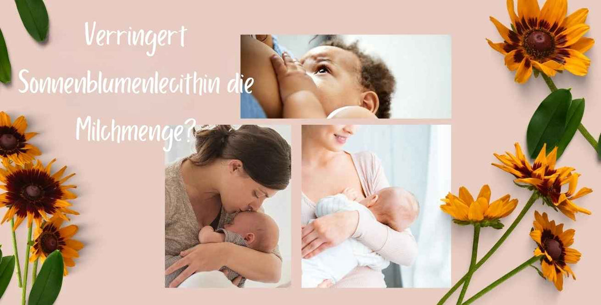 Verringert Sonnenblumenlecithin die Milchmenge?